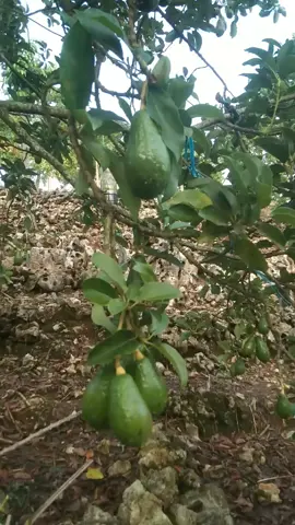 usia buah baru 2 bulan gays#hasilkebunsendiri #petanimuda #petanialpukat 