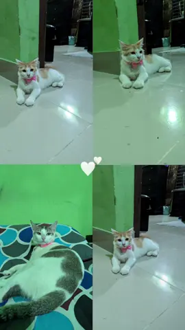 My cuties ❤️😺 #catlover #fyp #foryou 