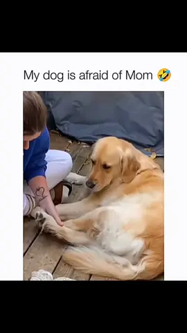 Funny and cute dogs compilation 🤣👀 #funnydog #funnypet #cutedog #dogsoftiktok #dog 