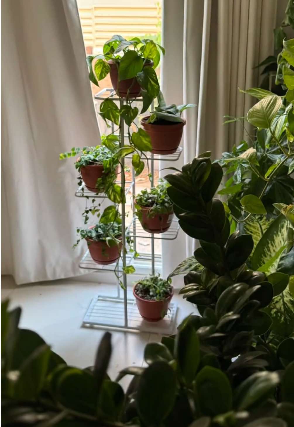 نباتاتي السعيدات، في مكانهن فرحات، وأنا خلف الكاميرا قلبي يتراقص فرحًا بالمكان🥹🍃✨ #plants #نباتات #fyp #foryou #Vlog 