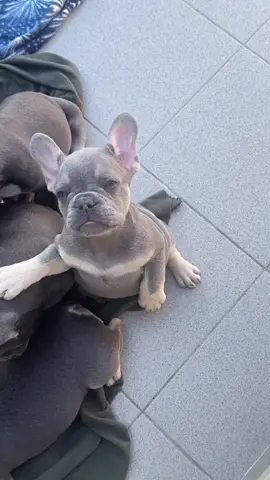 #puppyforadoption #frenchbulldog #frenchies #frenchiesoftiktok 