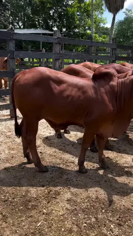 #fyp #farming #livestock #sahiwal #pleaseunfrezzemyaccount 