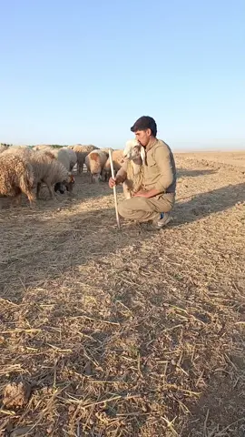 #لایکو_کۆمێنت_فۆڵۆلەبیر_مەکەن 