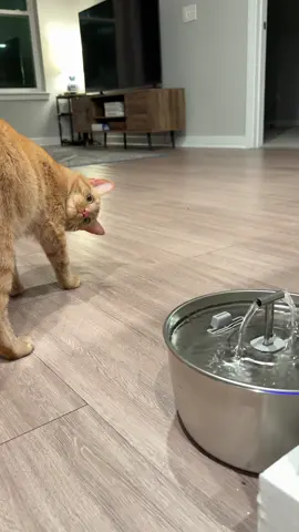 shoutout to my grandma for getting me this contraption, apparently I drink the water from it???? Such fancy gifts for a simple boi like me 🤭  #simbithekittycat #orangecatbehavior #orangecatsoftiktok 