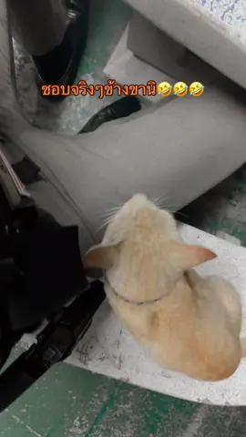 ถูอยู่ได้ข้างขานิ เสือน้อย🤣 #จ่าเจี๊ยบบางปู #สูง190 #แมวส้มจอมซน #ขี้อ้อนเก่งงงง #แมวเหงา 