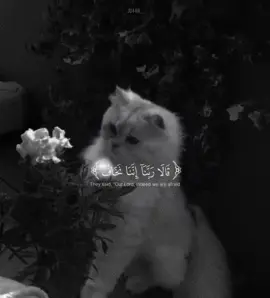 #قالا_ربنا_اننا_نخاف❤️#viral #fypシ゚ #foryou #fyppppppppppppppppppppppp 