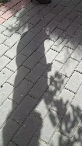 Ríos de Babilonia. Siente la música, siente la vibra #trending #viralvideos #musica  #fyp #paratiiiiiiiiiiiiiiiiiiiiiiiiiiiiiii 