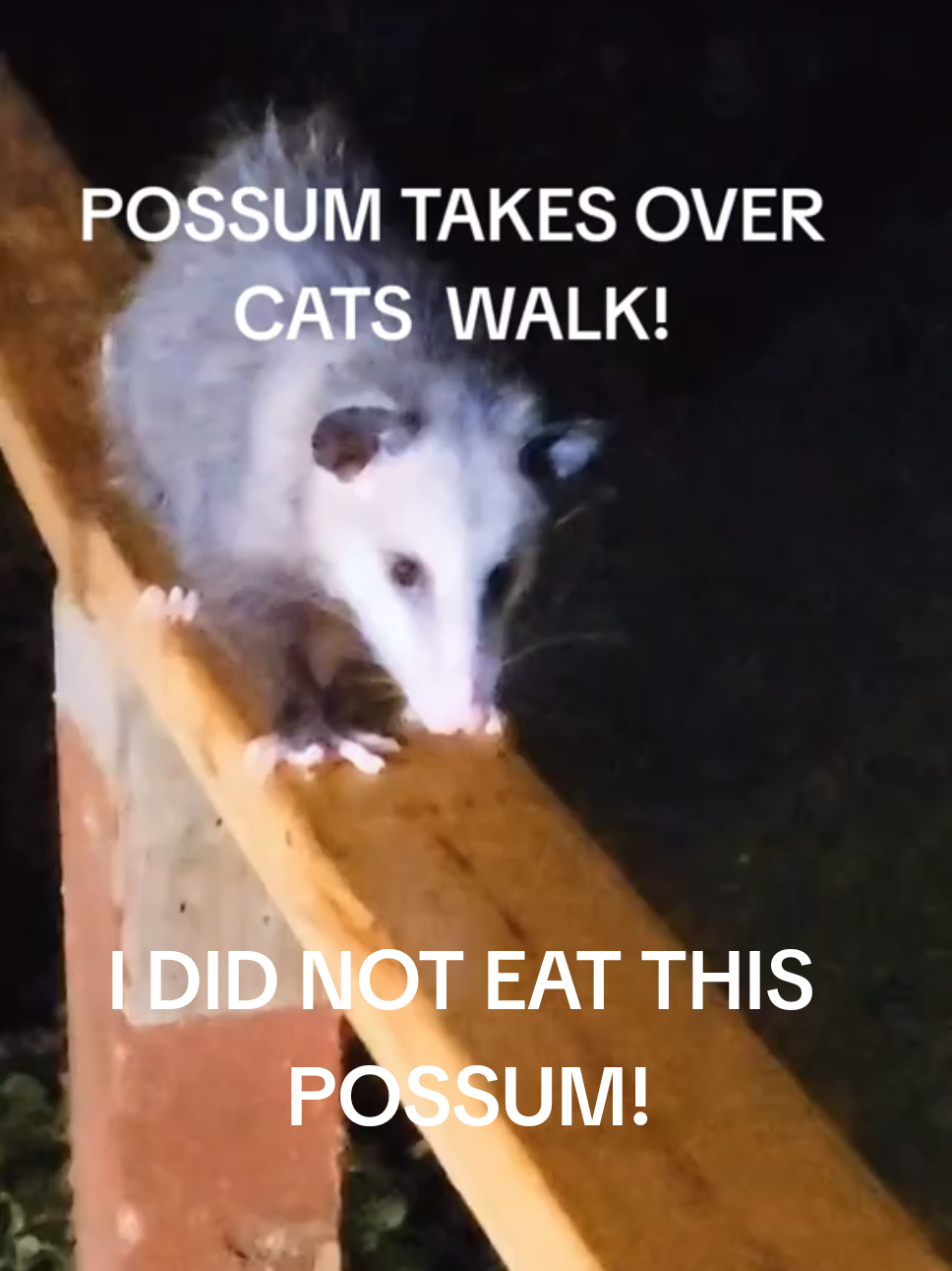 POSSUM  MOVING  IN! The cats are going to have to share the cat walk and hut with the possum  Who will end up with the pristine  cat property  tune in to find out! # catsinthewild#countrylife