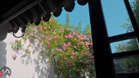 Trăng trên đầu ngàn năm vẫn tròn, mà lòng người trong thoáng chốc đã đổi thay. Gió xuân thổi qua mái hiên, đưa hương hoa thoảng nhẹ, chợt khiến ta nhớ đến những ngày xưa cũ. Có những lời hẹn thề đã hóa thành tro bụi, có những ánh mắt từng ấm áp như sưởi cả nhân gian, nay chỉ còn vang vọng trong giấc mộng. Thì ra, điều đau lòng nhất chẳng phải biệt ly, mà là còn giữ trong tim một người đã chẳng còn ngoảnh lại... #chualanh #thiennhien #yenbinh #trending 