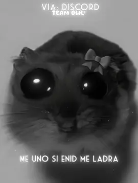 [🐺] descripción creativa #multifandom #discord #fyp #teampordiscord #unansesiok 