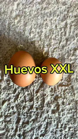 Cómo conseguir Huevos XXL #huevos #huevo #gallinas 