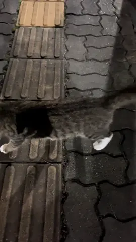 길 위에서 만난 작은 위로#고양이 