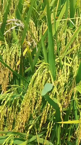 pupuk organik cair khusus untuk padi ukuran 5 liter lebih hemat dari yang lain #pocbooster #pupukorganikcair #padi #booster #nutrimax 