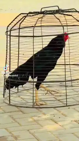 #foryou #aseellovers #viralvideo #aseellovers #foryou 