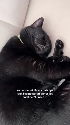 🍩 #blackcatsoftiktok #foryoupage #catsoftiktok #cattok #cat 