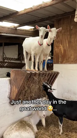 Caught in the act..and not even sorry!😂 #goats #farmlife #chucklinggoat #goatsoftiktok #animals 