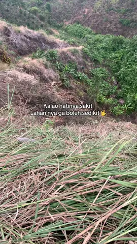 #kebunkopi #petanimuda #fyp 