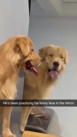 Such a silly goose
