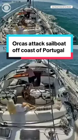 Orcas attacked a tourist sailboat off the coast of Portugal on Saturday before repeatedly slamming into a second boat nearby and causing it to sink. #orcas #killerwhales #portugal 