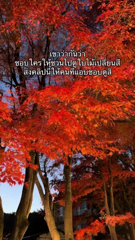 ฤดูใบไม้ร่วงเป็นฤดูที่เหมาะกับการมีความรัก #japan #japantravel #เที่ยวญี่ปุ่น #คลิปนี้ต้องฟีด 