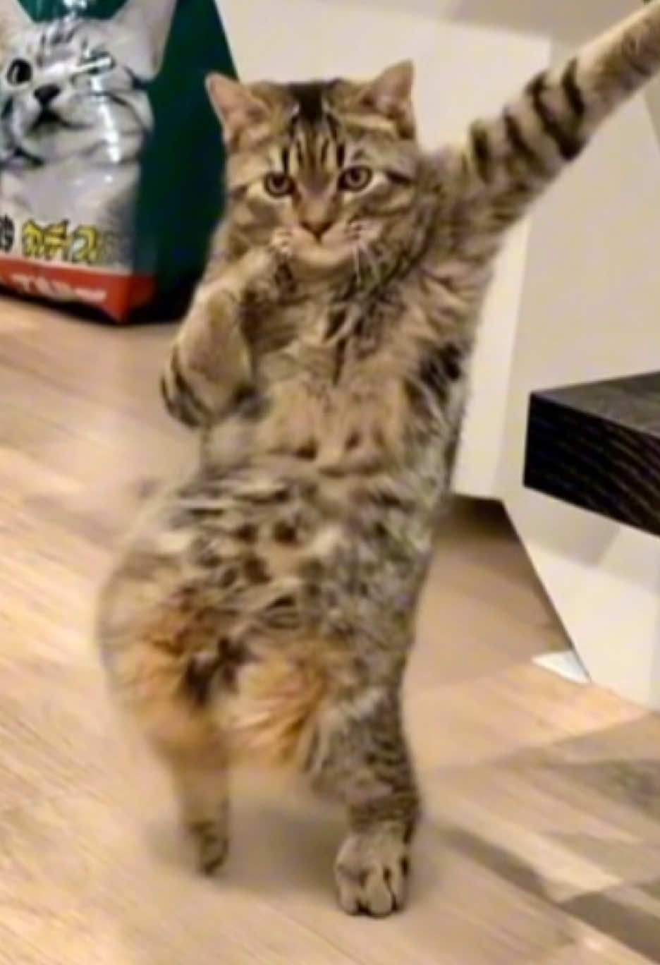 ナルトダンス #ナルトダンス #猫ダンス #キレキレダンス #猫のいる暮らし #キジトラ 