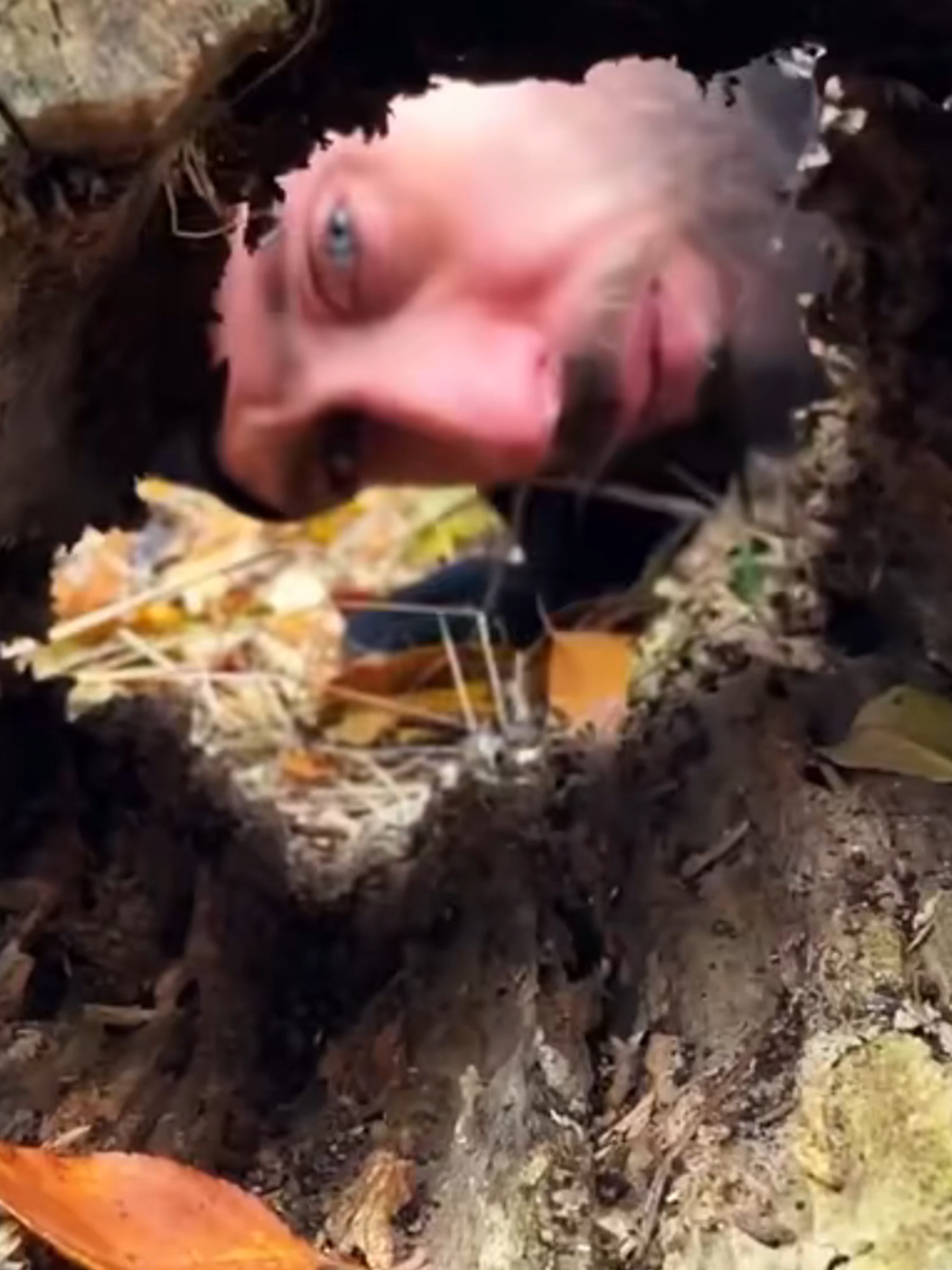 Thử Thách Sinh Tồn Tạm Bợ Trong Gốc Cây Mục | Review Thử Thách Sinh Tồn