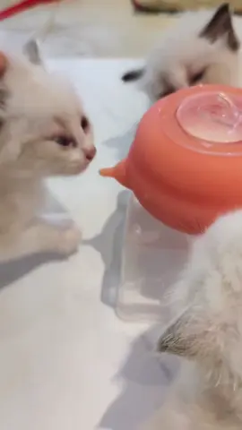 Pet Milk Bowl, Silicone Material, 3 Feeding Modes #cat #dog #pet #fyp #foryoupage 