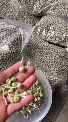 Đậu Hà Lan siêu ngọn bắt đầu cho thu hoạch lứa đầu tiên sau khoảng 30-35 ngày gieo trồng, khi cây đạt chiều cao 15-20 cm, bạn có thể tỉa những đốt lá phần ngọn. Các lứa thu hoạch tiếp theo sẽ cách nhau khoảng 5-7 ngày, và cây có thể cho thu hoạch liên tục trong vòng 3 tháng nếu được chăm sóc tốt. 