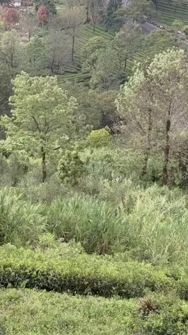 kalo kata orang Sunda mah ti'is ceuli herang panon😍 #paralayang #gantole #puncakbogor #bogorviral #xyzbcafypシ 