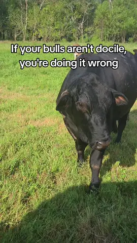 If you think I'm wrong you're welcome to argue with yourself in the comments #bull #cattle #livestock #ranch #cowtok 