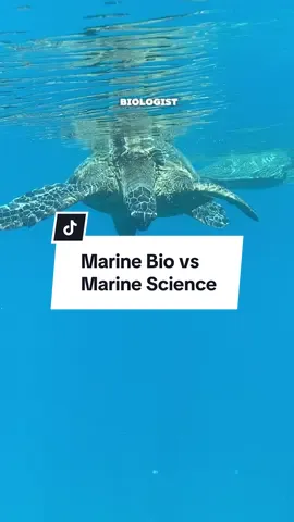 Let’s talk marine bio vs marine science. Let me know if you have any questions in the comments #marinebiologist #marinebio #MarineBiology #marinescience #marinebiotok 