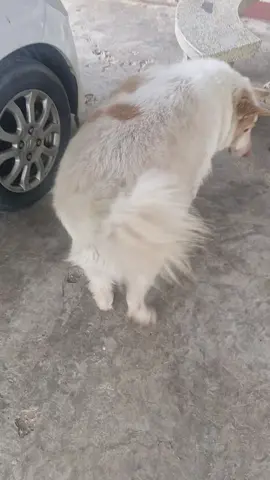 สุดๆ  อย่าให้วิ่งรุ่นนี้กลิ่งอย่างเดียว#หมาน่ารัก #หมา #สัตว์เลี้ยงtiktok 