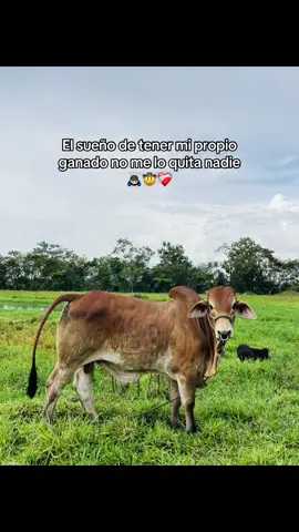 Con la bendición de Dios 🙏🏻❤️‍🩹#viral #paratiiiiiiiiiiiiiiiiiiiiiiiiiiiiiii #ganaderia 