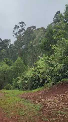 #ethiopian_tik_tok🇪🇹🇪🇹🇪🇹🇪🇹ሀገሬ #viral የአብሬት አለሞ💚💚💚 @Hiko @🥀𝚜𝚎𝚊𝚍𝚒𝚗𝚊..❤️‍🩹 @fozita256 @MOHAMMED ZIDNY✅ @hayuni🧕🤗 @ruhii tofik😊🤗 @@Hayuti🌸🦋🇵🇸 @የአሪፎቹ ወዳጅ @Esmiźź @Ebrahim ye abano 