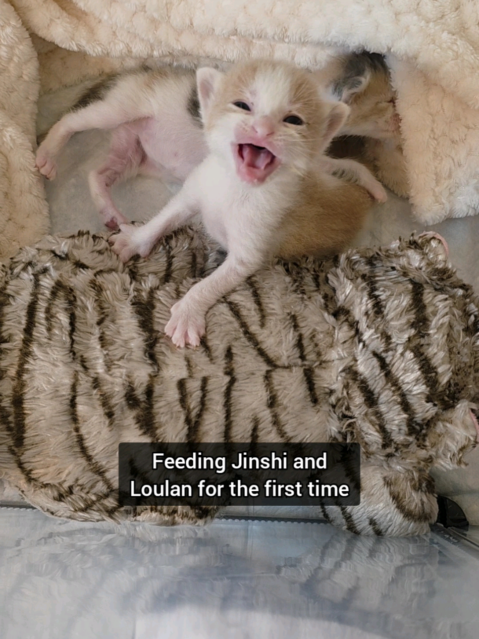 first bottles for Loulan & Jinshi & Maomao’s big girl lesson 🍽️ #kitten  #rescue #cute #bottlebaby 