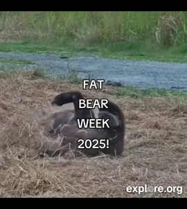 Today’s the day! The bracket reveal for Fat Bear Week 2025 is today at 4pm Eastern 🐻 It’s the most wonderful time of the year! #fatbearweek2025 #fatbearweek #katmaiconservancy #katmainationalpark #mostwonderfultimeoftheyear  🎥 clips: @explore.org 