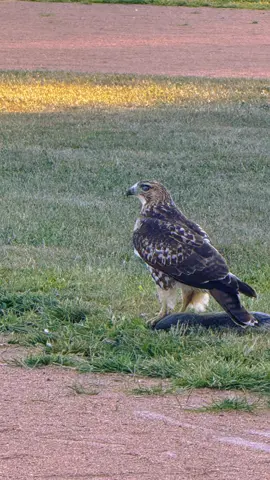 Golden 🦅  🐿️🥺 #eagle #trending #status #foryou #fyp 
