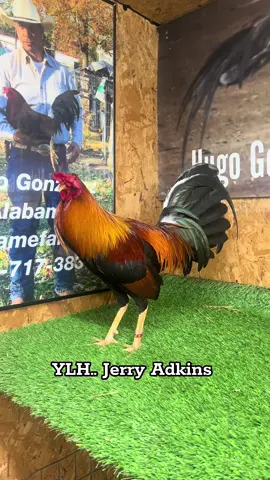 HUGO GONZÀLEZ ALABAMA GF for breeding purposes only #gallerosmexicanos #gamefowlnation #gallerosdecorazon #gamefowllife #gallosfinos 