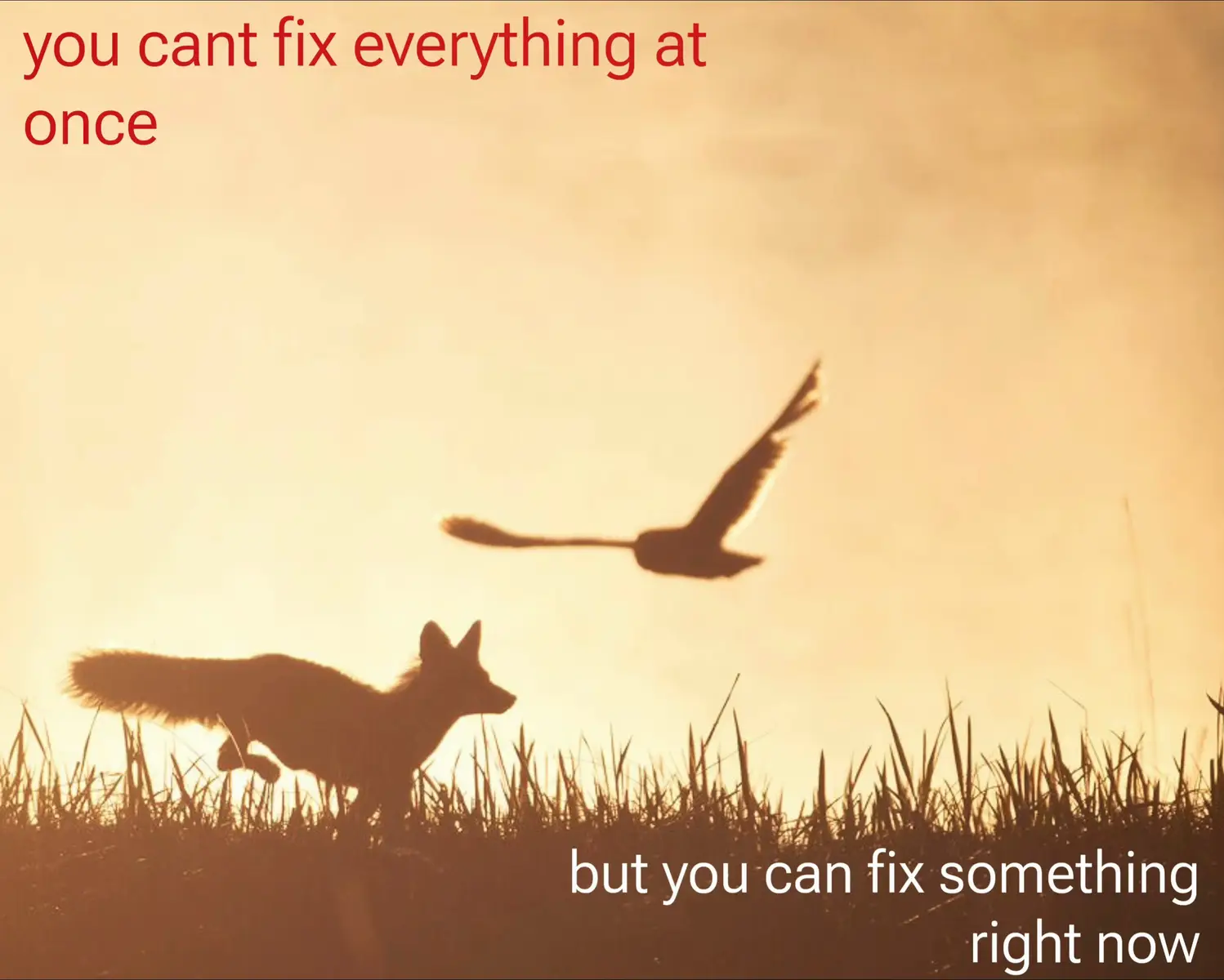Wolves and birds, such as crows and ravens, have a mutually beneficial relationship. Birds can help locate the wolves prey and scavenging leftovers, whilst the wolf provide food for the bird. Me and who??? #hopecore #inspiration #positivity #nature #hope 
