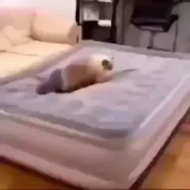 kleiner cat #halflife #cat #drkleiner #cutecatvid #meow 