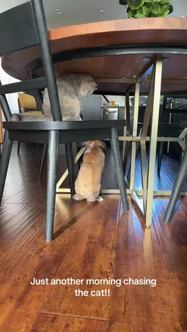 My bunny job is to do cardio chasing the cat every single minute!!  #Bunny #bunnytok #cutebunny #hollandlopbunny #PetsOfTikTok 