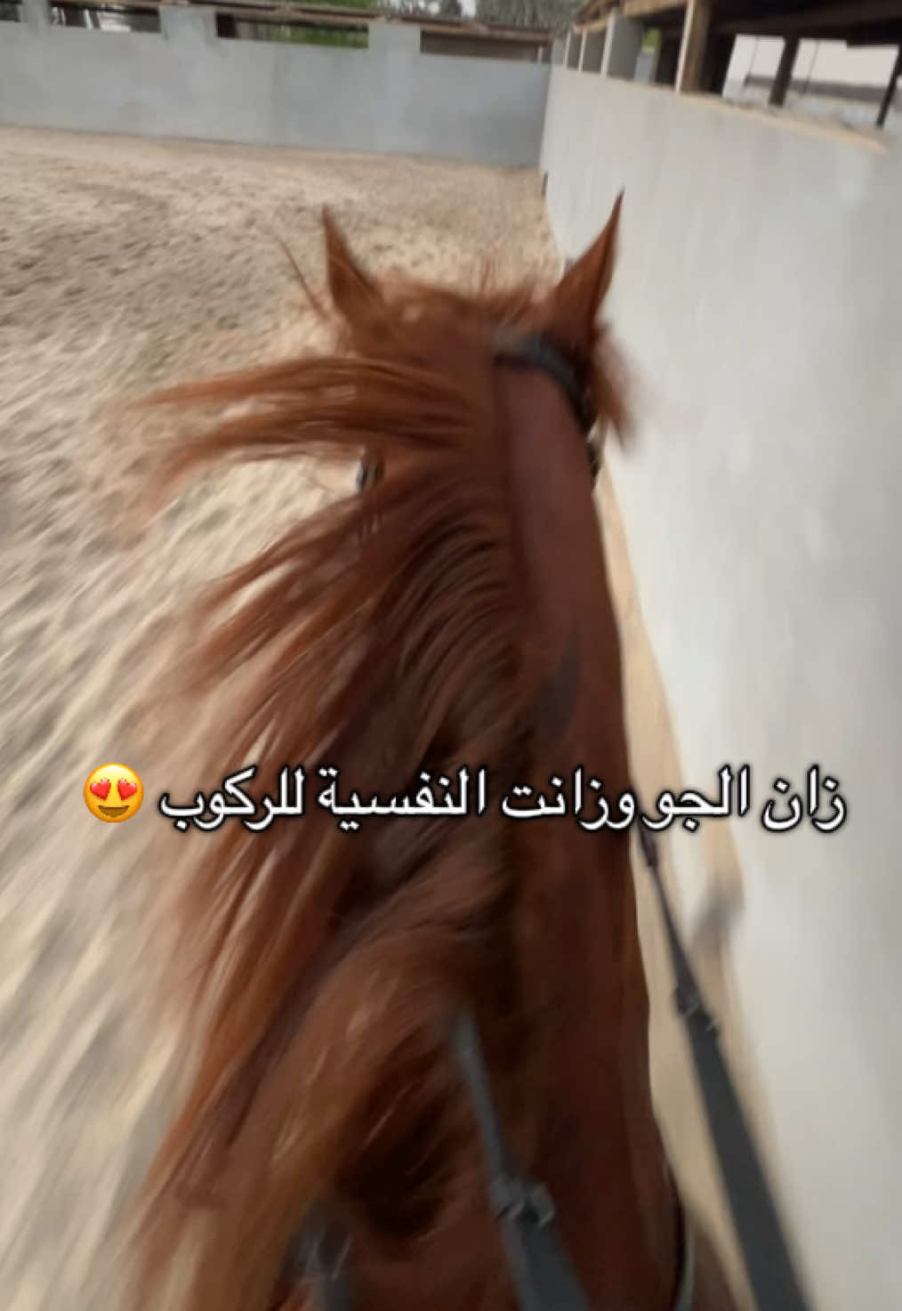 #خيل_وخياله🐎  #اكسبلوررر  #insightcreatorsearch  #fypシ゚  #الشعب_الصيني_ماله_حل😂😂🏃🏻‍♀️  