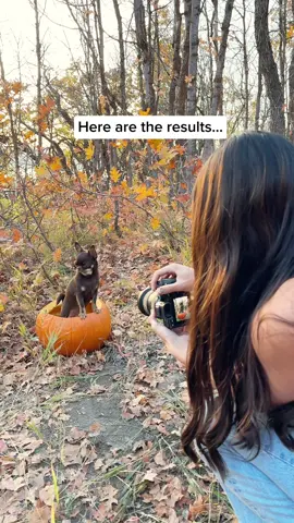 These turned out wayyy cuter than I expected 😭😭 #dogpumpkin #halloweenphotoshoot 