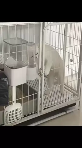 Cat funny video for kids #funny #funnyvideos #haha #pets #creatersearchinsight 