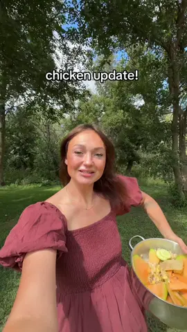 So happy the chickens aren’t scared of me anymore 🥹 #chickensoftiktok #homestead #motherhood #countrylife #acreage  homestead family raising chickens backyard chickens living in the country buying land 