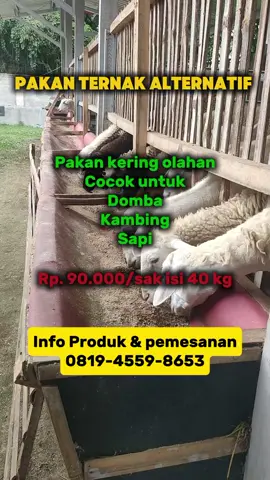 Pakan Ternak Alternatif Termurah Nutrisi lengkap untuk domba, kambing, dan sapi: ✅ Protein untuk pertumbuhan ✅ Mineral & vitamin untuk kekebalan ✅ Serat alami untuk pencernaan sehat Diproses dari bahan alami, tanpa bahan kimia berbahaya. Komposisi: Pakan campuran adukan janggel giling, slamper/tumpi/jenjet jagung, Ketela/gaplek, kulit kacang, kulit kopi, rempah-rempah dan tambahan konsentrat racikan sendiri.  Produksi Ngadisuko, Durenan, Trenggalek, Jawa Timur Rp. 90.000/sak isi 40kg Pesan sekarang via WA: 0819-4559-8653 Pakan Ternak Alternatif Termurah Nutrisi lengkap untuk domba, kambing, dan sapi: ✅ Protein untuk pertumbuhan ✅ Mineral & vitamin untuk kekebalan ✅ Serat alami untuk pencernaan sehat Diproses dari bahan alami, tanpa bahan kimia berbahaya. Komposisi: Pakan campuran adukan janggel giling, slamper/tumpi/jenjet jagung, Ketela/gaplek, kulit kacang, kulit kopi, rempah-rempah dan tambahan konsentrat racikan sendiri.  Produksi Ngadisuko, Durenan, Trenggalek, Jawa Timur Rp. 90.000/sak isi 40kg Pesan sekarang via WA: 0819-4559-8653 wa.me/6281945598653     #pakanternak #pakan #peternakandomba #peternakansapi #peternakan 