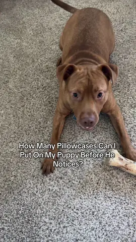 How Many Pillowcases Can I  Put On My Puppy Before He  Notices? I think we got this one in the bag 🤭 #challange #puppy #puppytiktok #fyp #viral 