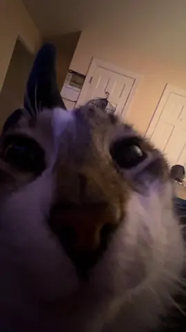 Fetch me their souls #funny #viral #fyp #cat #catsoftiktok 