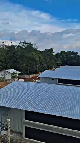 tiis cepil herang panon🐥🤗 #fyppppppppppppppppppppppp #peternakmuda 