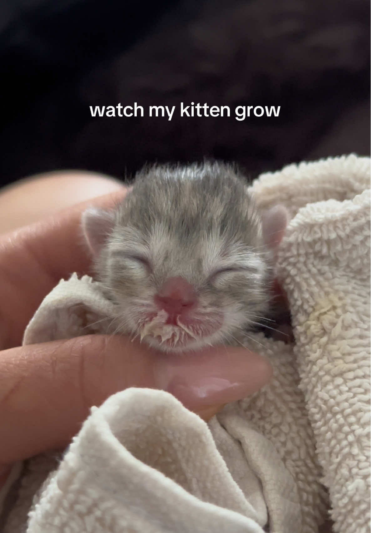 1 day old to 1 yrs old 💗 #catsoftiktok #cattok #kitten #transformation #cats 